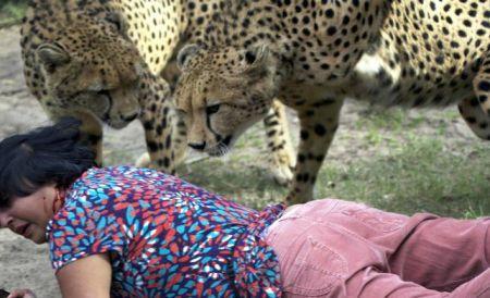 Doi gheparzi au scăpat de la grădina zoologică. Cum gestionează autorităţile austriece situaţia 150014