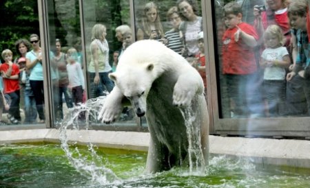 Panică la Grădina Zoologică din Rotterdam. Un urs polar a spart cu o piatră bazinul de sticlă în care înota