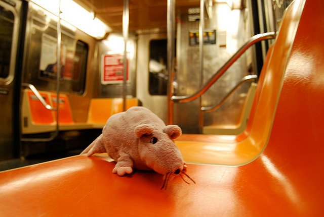 New York: S-a dezbrăcat în metrou, după ce un şobolan i-a intrat în pantaloni