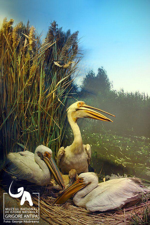 Copilul tău merită o aventură! Va putea petrece noaptea la Muzeul Antipa „legănat de Deinotherium” 151427