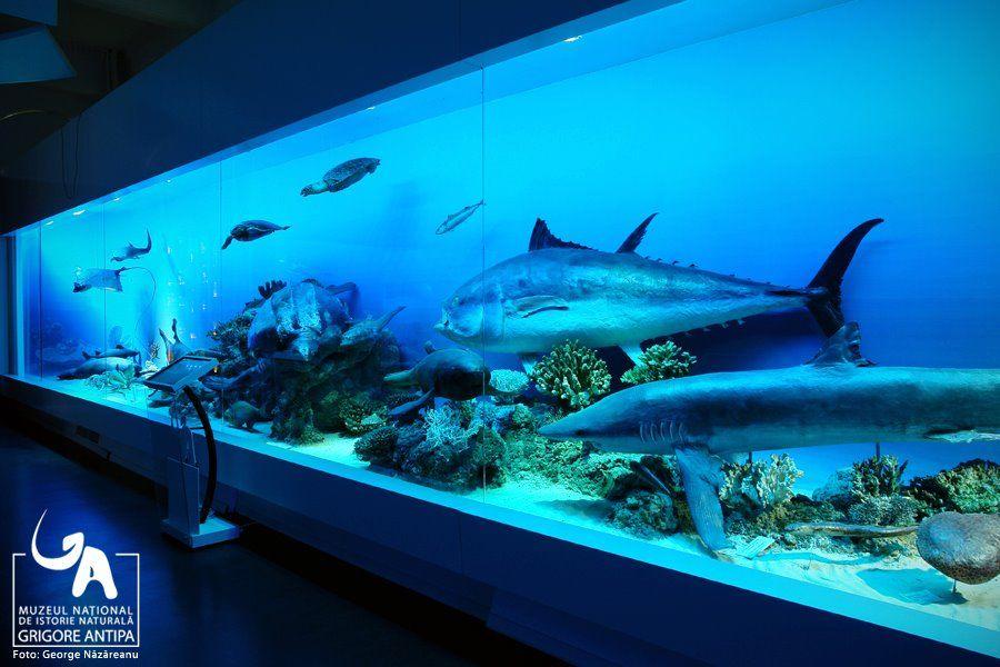 Copilul tău merită o aventură! Va putea petrece noaptea la Muzeul Antipa „legănat de Deinotherium” 151429