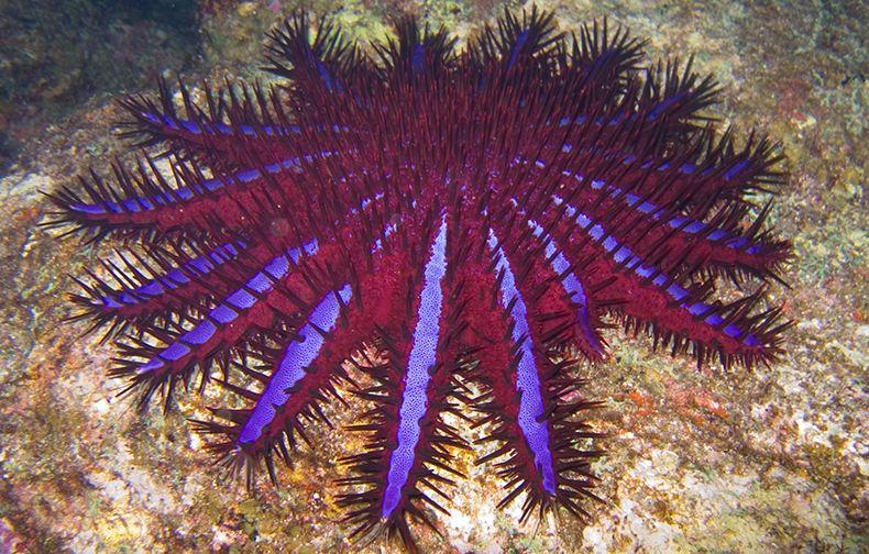 Cea mai mare rezervaţie marină din lume va fi creată de Australia 151617