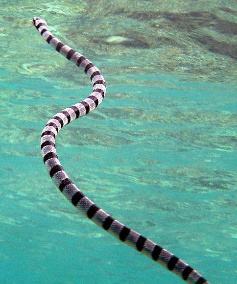 Cea mai mare rezervaţie marină din lume va fi creată de Australia 151618