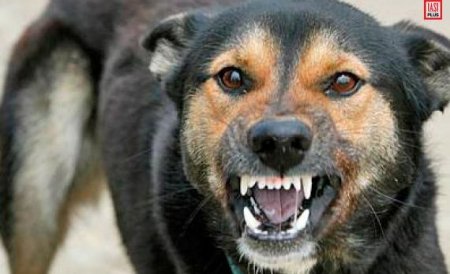 Un bătrân a murit după ce a fost atacat de mai mulţi câini vagabonzi în Sofia