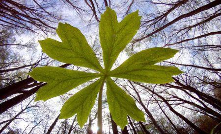 Economia protejării Planetei. Umanitatea trăieşte la limită. Nu ne mai permitem să nu luăm atitudine 152304