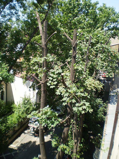 Tocmai când temperaturile sunt caniculare, s-au trezit să &quot;toaleteze copacii&quot;. Ce fac aceşti oameni nu e autorizat de primărie 152466