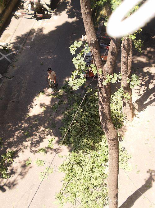 Tocmai când temperaturile sunt caniculare, s-au trezit să &quot;toaleteze copacii&quot;. Ce fac aceşti oameni nu e autorizat de primărie 152467