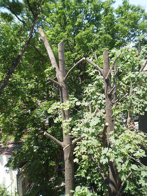 Tocmai când temperaturile sunt caniculare, s-au trezit să &quot;toaleteze copacii&quot;. Ce fac aceşti oameni nu e autorizat de primărie 152468