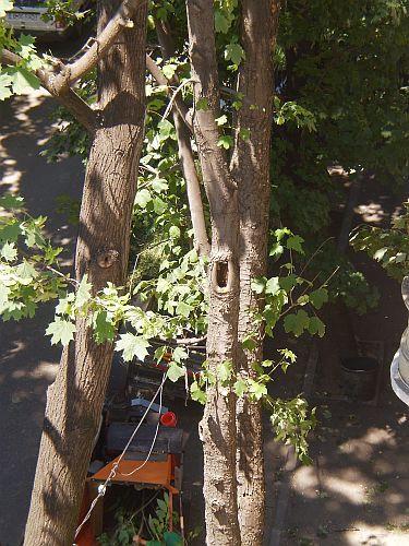 Tocmai când temperaturile sunt caniculare, s-au trezit să &quot;toaleteze copacii&quot;. Ce fac aceşti oameni nu e autorizat de primărie 152469