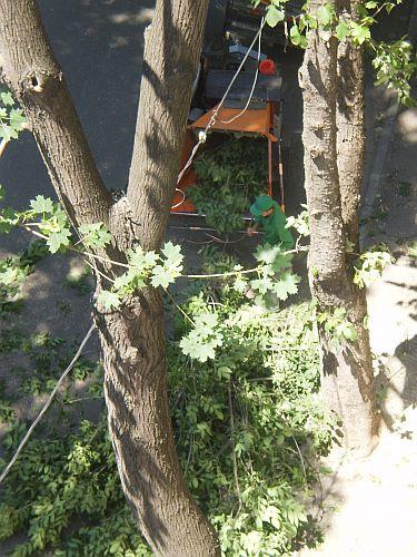 Tocmai când temperaturile sunt caniculare, s-au trezit să &quot;toaleteze copacii&quot;. Ce fac aceşti oameni nu e autorizat de primărie 152470