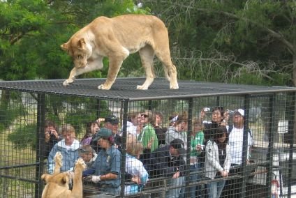 Au simţit, pentru câteva ore, ceea ce simt animalele din grădinile zoologice o viaţă întreagă