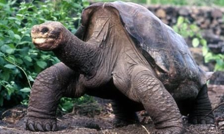 Singuraticul George, cea mai rară creatură din lume, a murit în Insulele Galapagos