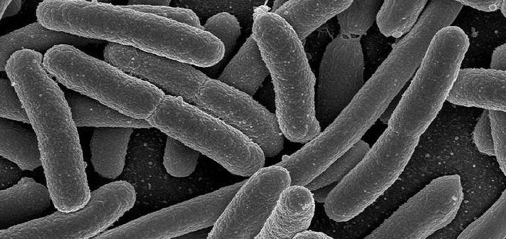 Super bacteria care nu poate fi distrusă. Oamenii de ştiinţă sunt neputincioşi în faţa ei 154459