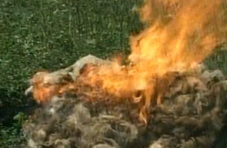 Ciobanii au ajuns să ardă lâna de oaie din depozite. Ce îi determină să facă acest gest