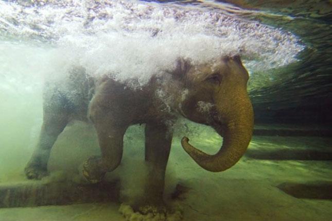 Celebrităţi din lumea necuvântătoarelor. Vezi o galerie foto cu animale-vedete 154971