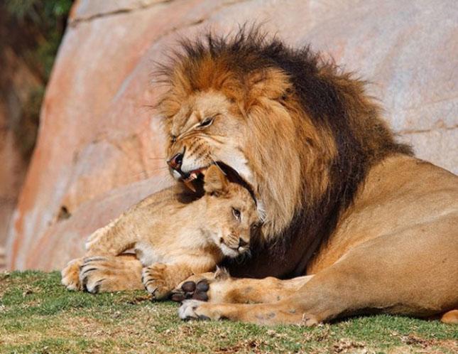 Celebrităţi din lumea necuvântătoarelor. Vezi o galerie foto cu animale-vedete 154972