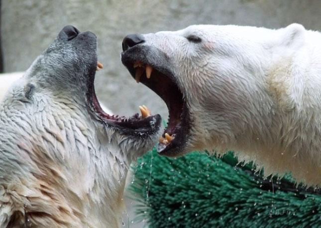 Celebrităţi din lumea necuvântătoarelor. Vezi o galerie foto cu animale-vedete 154973