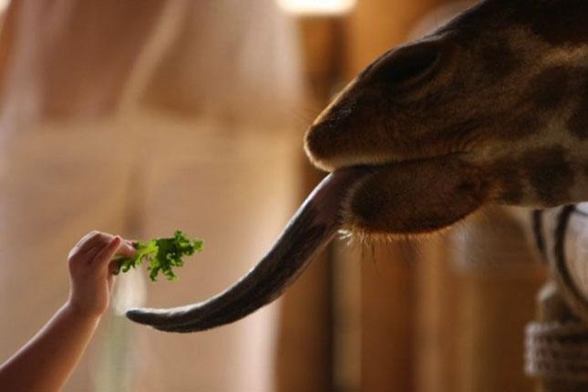 Celebrităţi din lumea necuvântătoarelor. Vezi o galerie foto cu animale-vedete 154976