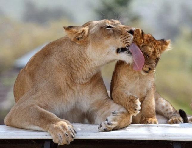 Celebrităţi din lumea necuvântătoarelor. Vezi o galerie foto cu animale-vedete 154980