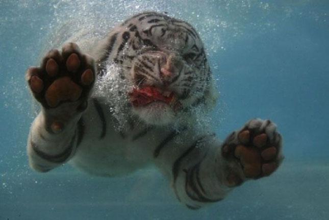 Celebrităţi din lumea necuvântătoarelor. Vezi o galerie foto cu animale-vedete 154983