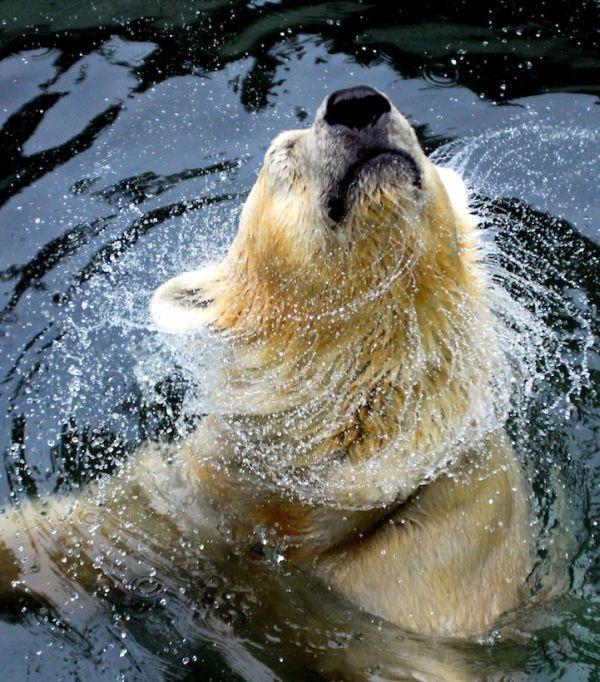 Celebrităţi din lumea necuvântătoarelor. Vezi o galerie foto cu animale-vedete 154987