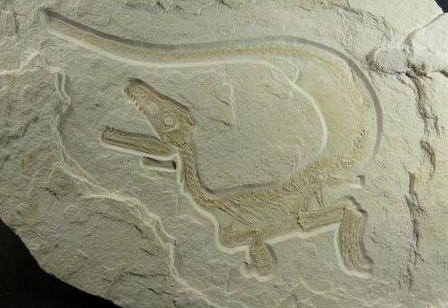 Descoperirea uimitoare făcută în Germania. Creaturile preistorice cu pene 155101