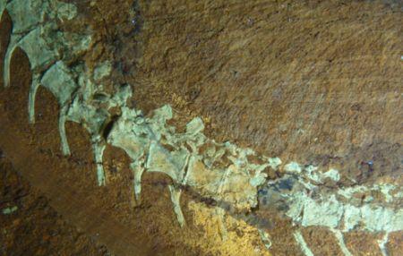 Descoperirea uimitoare făcută în Germania. Creaturile preistorice cu pene 155102