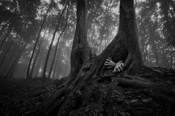 Pădurile ireale ale României. Frumuseţile naturale ale ţării noastre uimesc internetul  155066