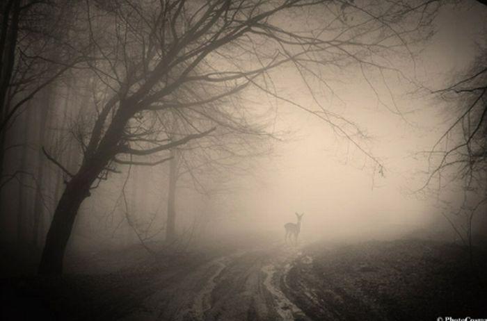 Pădurile ireale ale României. Frumuseţile naturale ale ţării noastre uimesc internetul  155067