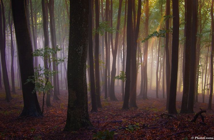 Pădurile ireale ale României. Frumuseţile naturale ale ţării noastre uimesc internetul 