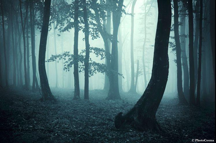 Pădurile ireale ale României. Frumuseţile naturale ale ţării noastre uimesc internetul  155070