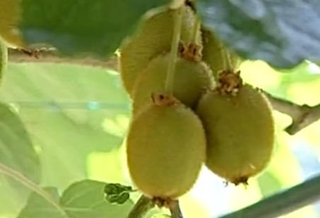 Fructele exotice au început să se adapteze şi în România