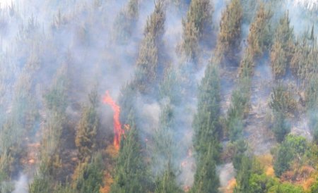 Flăcările au înghiţit zeci de hectare de vegetaţie din Harghita 