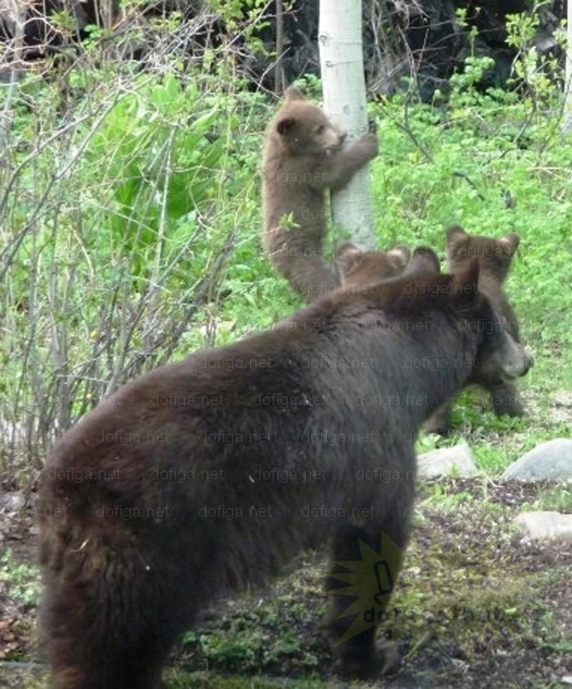 Nu le-a venit să creadă ce au găsit în maşina lor. Ţi se poate întâmpla şi ţie dacă parchezi la munte 156268