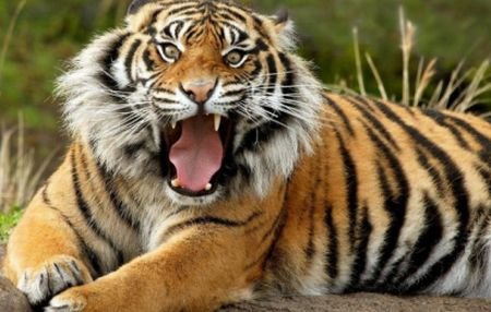 A fost sfâşiat de tigri la grădina zoologică. Tânărul a fost găsit fără suflare în cuşca animalelor