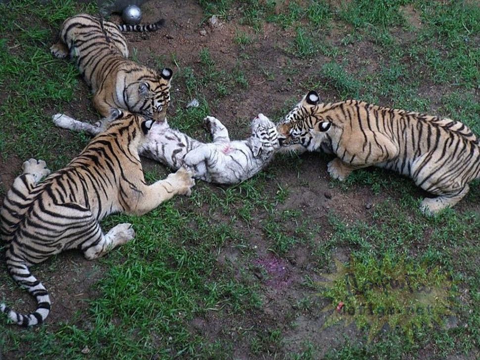 Imaginile sfâşietoare surprinse într-o grădină zoo. Nimeni nu a prevăzut atacul şocant al tigrilor 156911