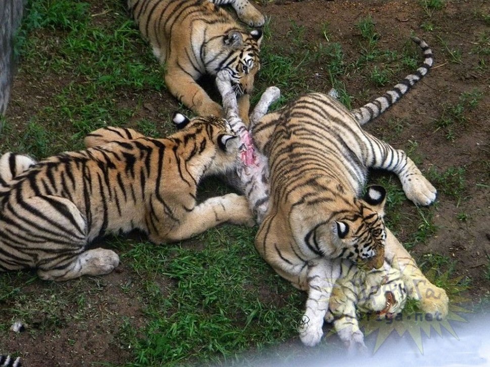 Imaginile sfâşietoare surprinse într-o grădină zoo. Nimeni nu a prevăzut atacul şocant al tigrilor