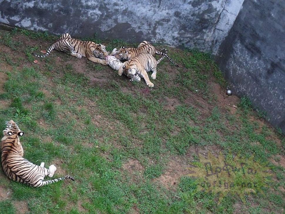 Imaginile sfâşietoare surprinse într-o grădină zoo. Nimeni nu a prevăzut atacul şocant al tigrilor 156913