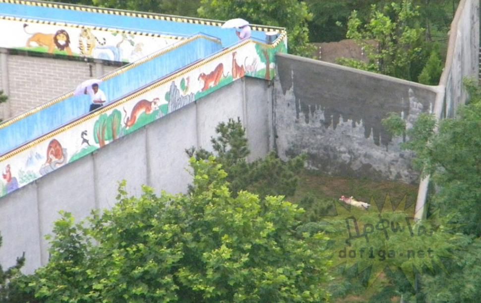 Imaginile sfâşietoare surprinse într-o grădină zoo. Nimeni nu a prevăzut atacul şocant al tigrilor 156914