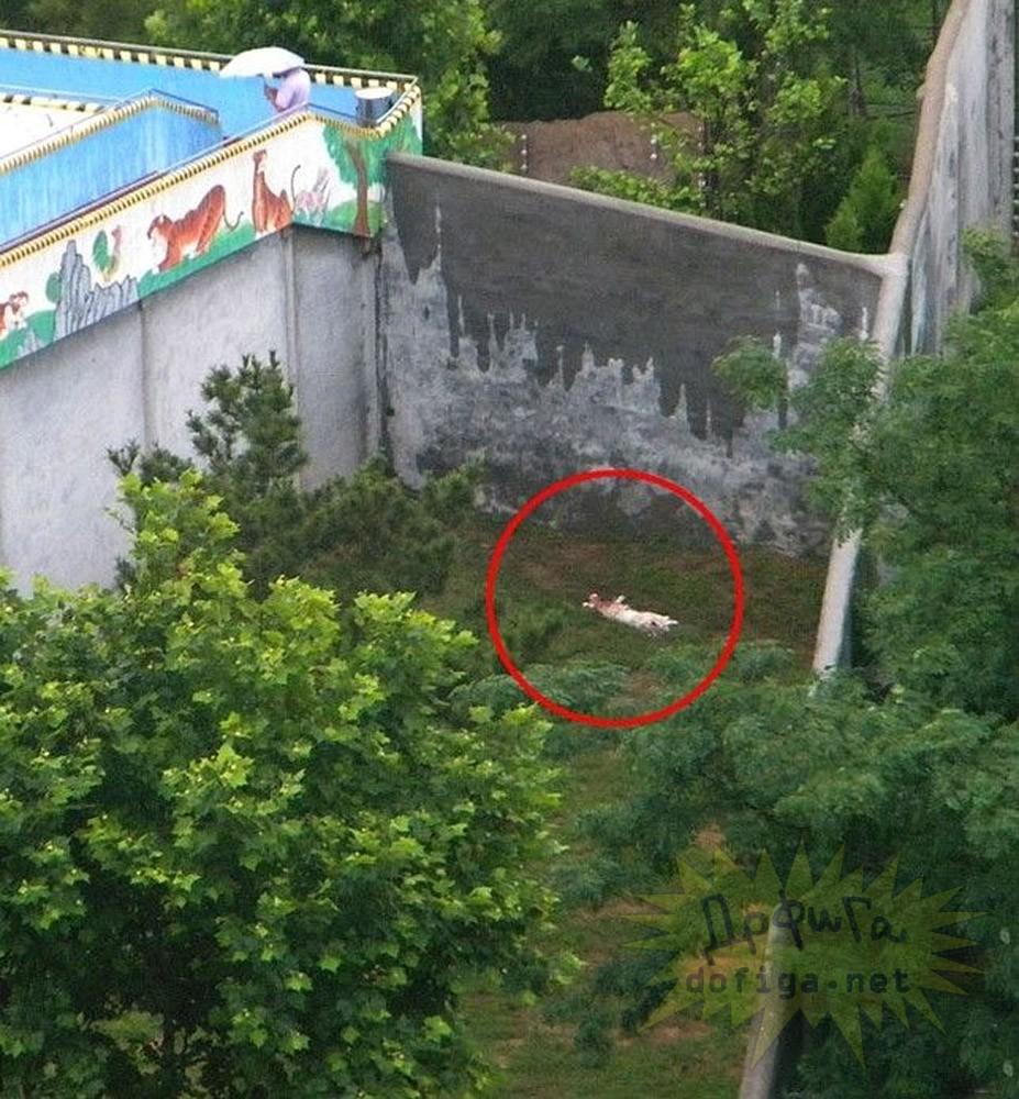 Imaginile sfâşietoare surprinse într-o grădină zoo. Nimeni nu a prevăzut atacul şocant al tigrilor 156915