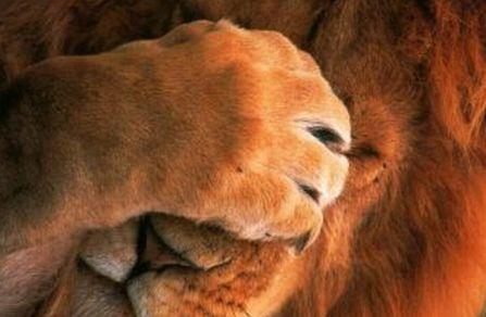 Ecologia maladiilor. Distrugerea naturii dezlănţuie cele mai grave boli infecţioase 157327