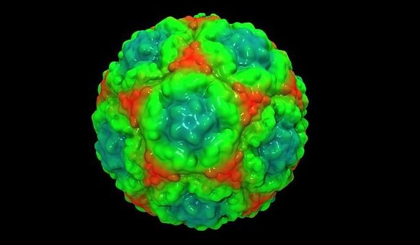 Prima imagine 3D a virusului gripal, realizată cu ajutorul unui super computer