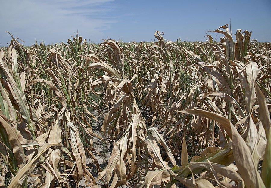 Imaginile care arată dezastrul. Pământul îşi strigă durerea, fermierii sunt disperaţi. Cât ne costă seceta de anul acesta 157876