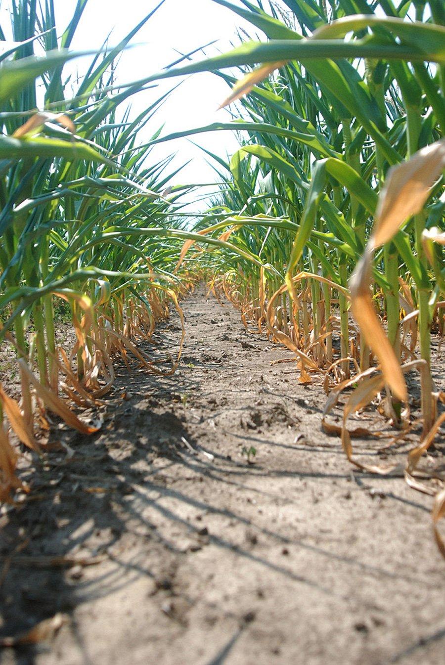 Imaginile care arată dezastrul. Pământul îşi strigă durerea, fermierii sunt disperaţi. Cât ne costă seceta de anul acesta 157877