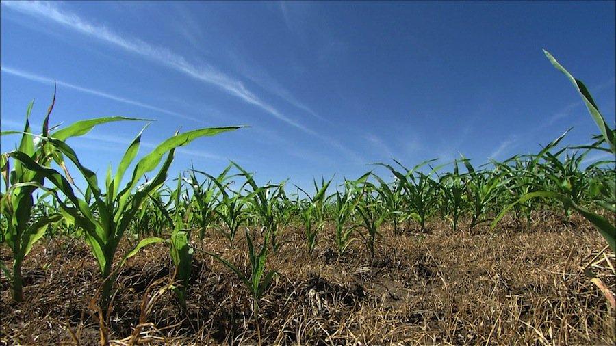 Imaginile care arată dezastrul. Pământul îşi strigă durerea, fermierii sunt disperaţi. Cât ne costă seceta de anul acesta 157878