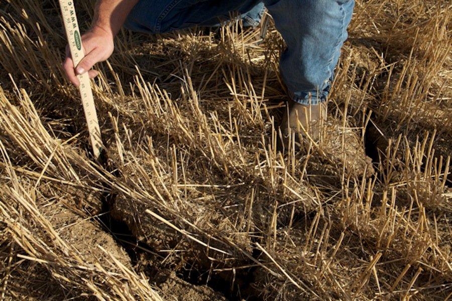 Imaginile care arată dezastrul. Pământul îşi strigă durerea, fermierii sunt disperaţi. Cât ne costă seceta de anul acesta 157879