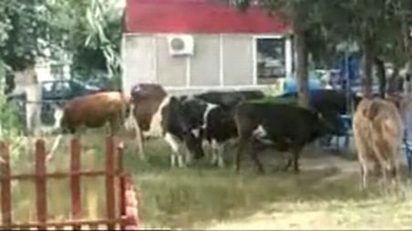 Şoferi, circulaţi cu mare atenţie! Trec... vacile! Câteva bovine din Târgu Jiu au dat pajiştea pe oraş