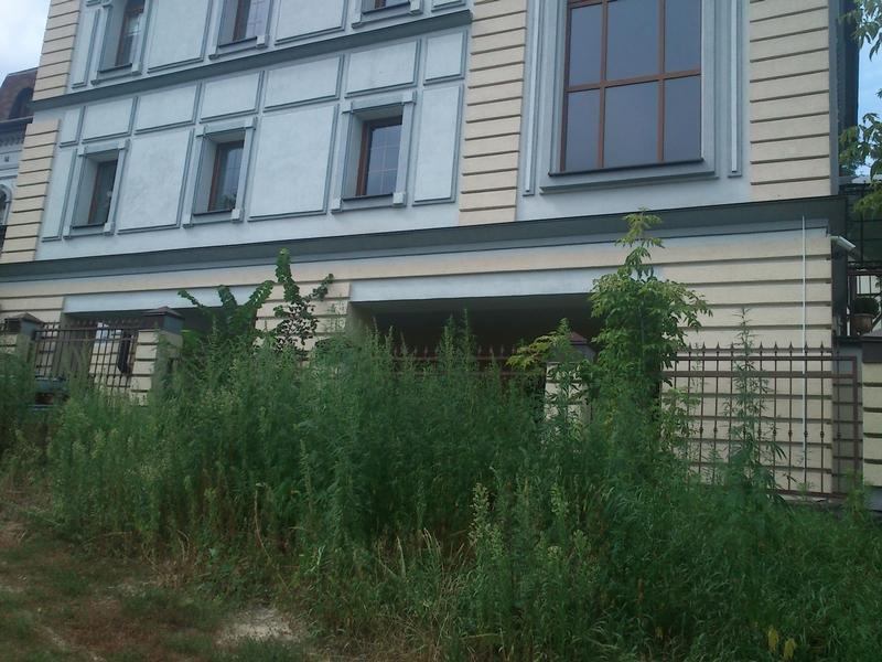 Ce-avem noi aici?! Iată ce creşte lângă o clădire a Guvernului din Kiev. Parcă era ilegal asta 158321