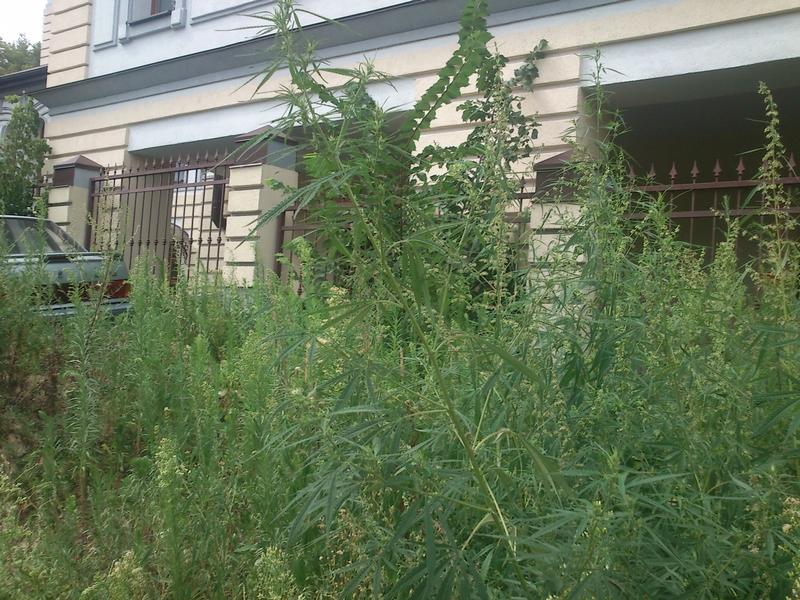 Ce-avem noi aici?! Iată ce creşte lângă o clădire a Guvernului din Kiev. Parcă era ilegal asta 158322