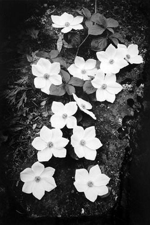 Creaţiile lui au salvat planeta. Omul care a transformat fotografia în artă 158373